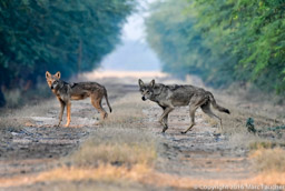 Indian Grey Wolves