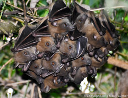 Greater Short-nosed Fruit Bats