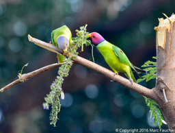 Plum-headed Parakeets