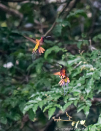 Male Crimson Topaz Hummingbirds