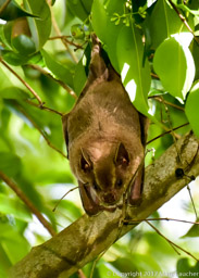 Jamaican Fruit Bat
