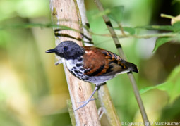 Spotted Antbird (M)