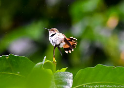 Scintilliant Hummingbird
