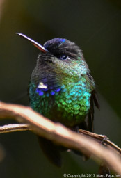 Fiery-throated Hummingbird (M)