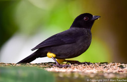 Yllow-thighed Finch