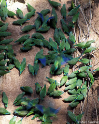 Cobalt-winged parakeets 