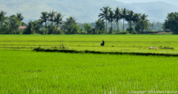 Rice Fields of Solano