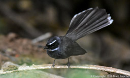 Pied Fantail