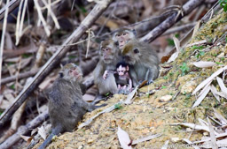 Long-tailed Macaque Females and Babies