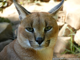 One of the Caracal 