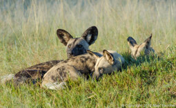 Wild Dog Pack, Moremi Game Reserve, Botswana
