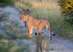 Lioness, Deception Valley, Central Kalahari Game Reserve, Botswana