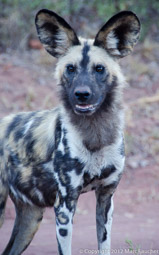 Wild Dog, Tuli Block, Botswana