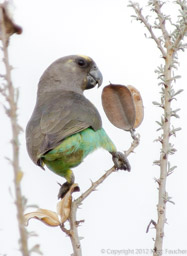 Meyer's Parrot, Tuli Block, Botswana
