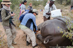 Radio-collaring a white rhino, South Africa