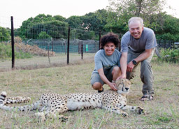 Playing with cheetahs, Hlulhluwe, South Africa