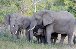 Elephant herd, Niassa Reserve, Mozambique