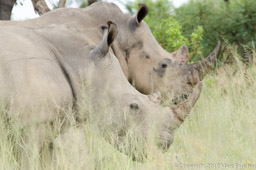 White Rhino Pair, South Africa