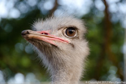Male Ostrich, Nelspruit, South Africa