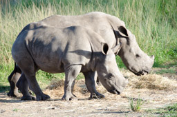 White Rhino Calves, South Africa