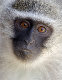 Skye - blue vervet monkey, South Africa