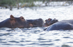 Kazinga Channel hippos