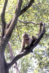 Capuchin Monkey @ Parque Cachamay
