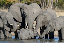 Thirsty elephants