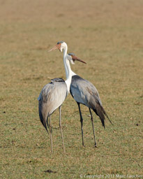 Wattled cranes, Bangweulu Wetlands