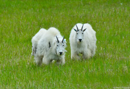 Mountain Goats, Yukon Wildlife Preserve, Whitehorse, Yukon