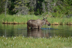 Moose near Delta Junction, Alaska