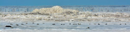 Seals on ice,  Icy Reef, Arctic NWR, Alaska