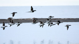 Long-tailed ducks, Turner River, Arctic NWR, Alaska
