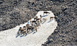 Caribou herd on snowfield, Denali NP, Alaska