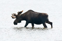 Moose in Wonder Lake, Denali NP, Alaska