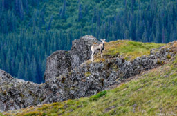 Stone Sheep Sentry, Tadoggan Plateau, Cassier Highway, British Columbia