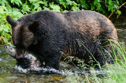 Grizzly bear fishing at Hyder, Alaska