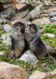 Sparring hoary marmot pups, Jasper NP, Alberta