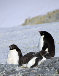 Adelie Penguins, Petermann Island