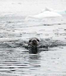 Leopard Seal, Paradise Bay