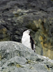 Chinstrap penguin, Almirante Brown Station, Paradise Bay