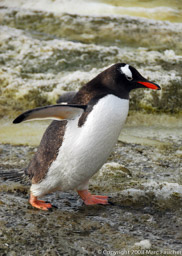 Gentoo penguin, Neko Harbour