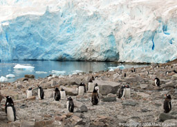 Gentoo penguin colony, Neko Harbour