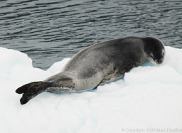 Leopard seal on a bergy bit in the Errerra Channel
