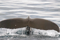 Humpback whale fluke waving, Errerra Channel