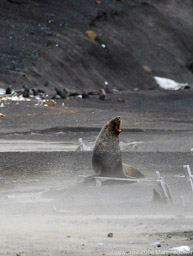 Antarctic fur seal, Deception Island