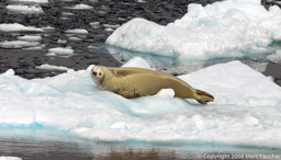 Crabeater seal on a bergy bit in the Normanna Channel, Signy Island