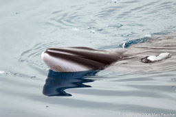 Minke whale in the Normanna Channel, Signy Island