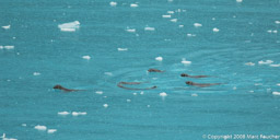 Antarctic fur seals swimming in Drygalski Fjord, South Georgia