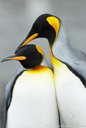 King penguins, Gold Harbour, South Georgia